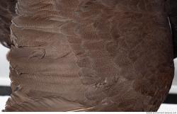 Photo Textures of Bird Feather